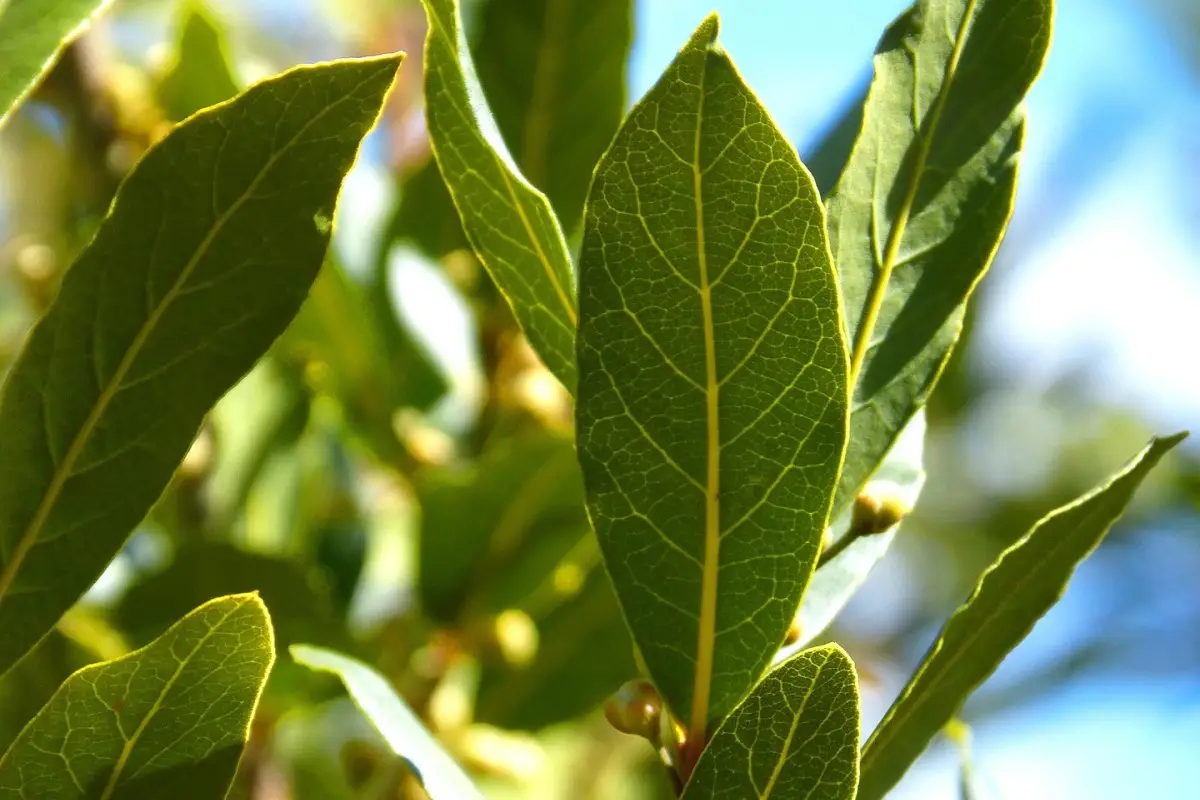 Non solo spezia: ecco perché devi assolutamente tenere una pianta d’alloro in casa