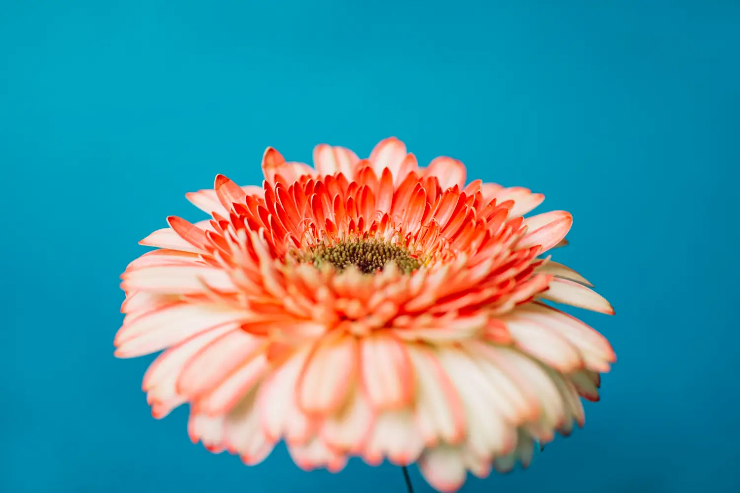 Novembre non è solo grigio: ecco il fiore che rappresenta questo mese e il suo potente significato