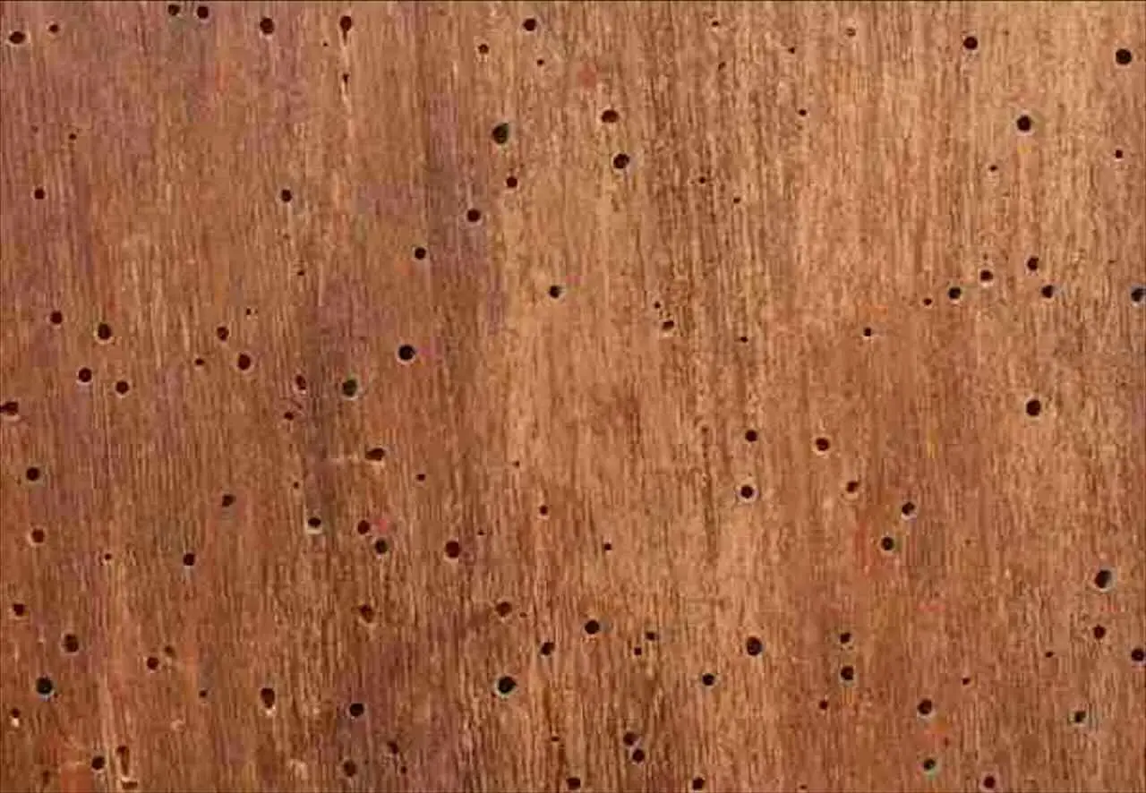 Allarme legno: ecco gli insetti nascosti che stanno distruggendo i tuoi mobili e come eliminarli
