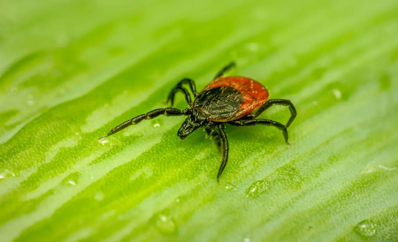 Attenzione a questi parassiti in casa: ecco i metodi di disinfestazione più efficaci