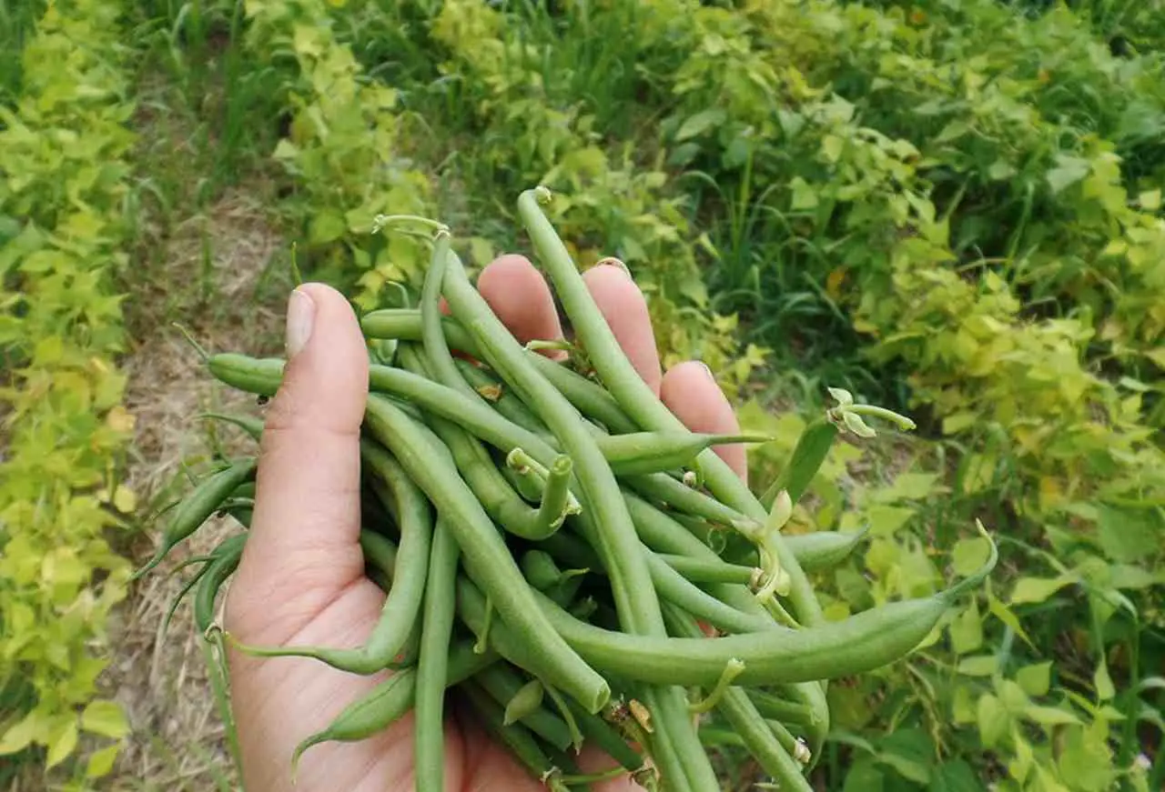 Non comprare fagiolini ora: ecco quando sono di stagione e molto più buoni
